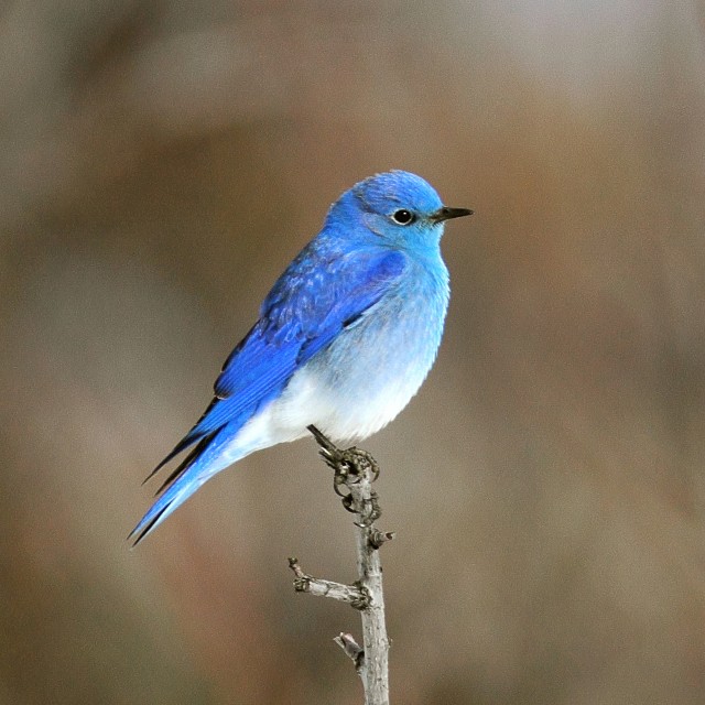 Mountain Bluebird