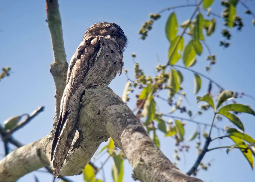 Northern Potoo