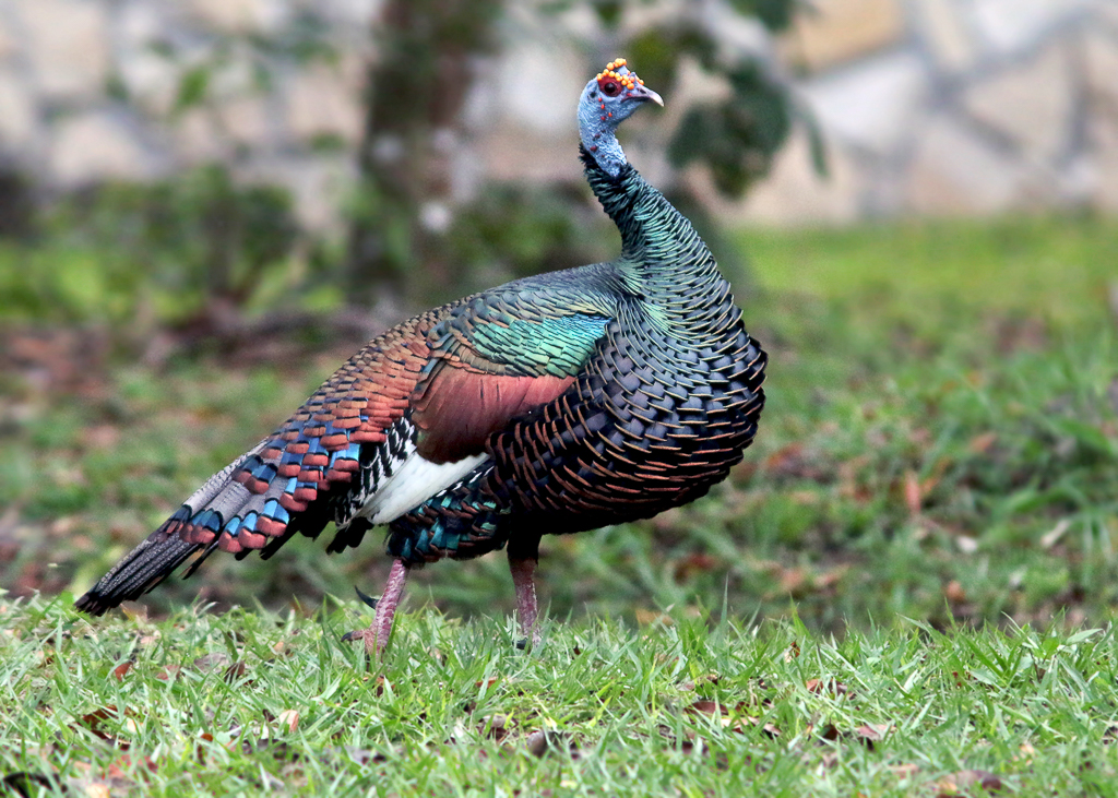 Ocellated Turkey