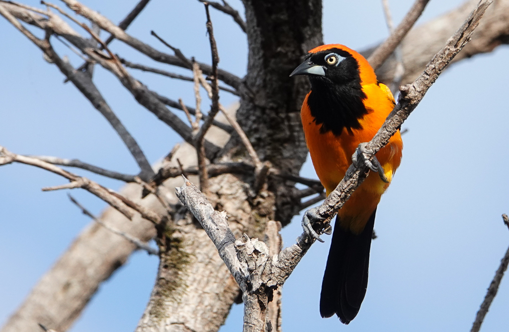 Orange-backed Troupial