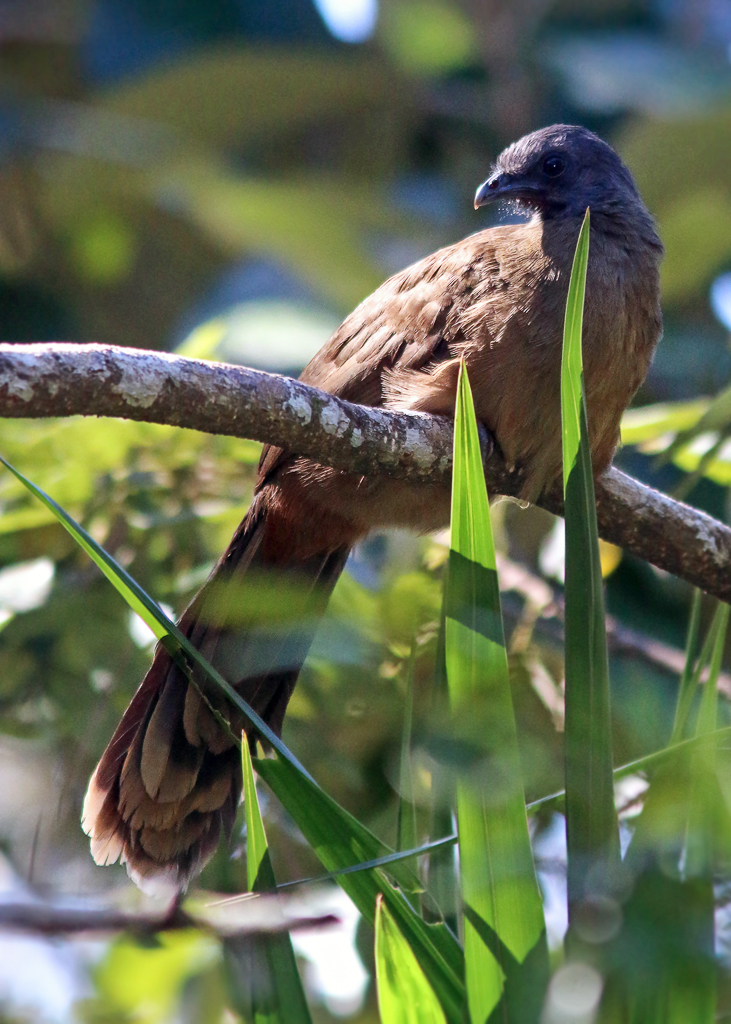 Plain Chachalaca