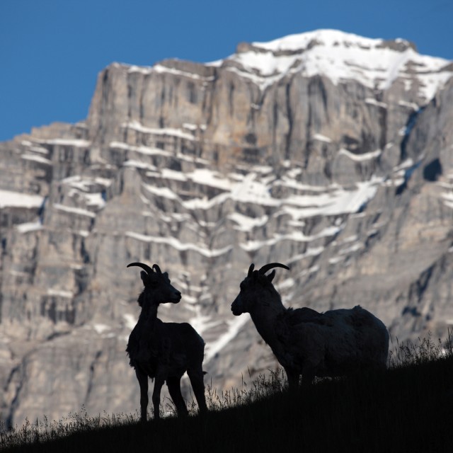 Bighorn sheep with Rockies in background