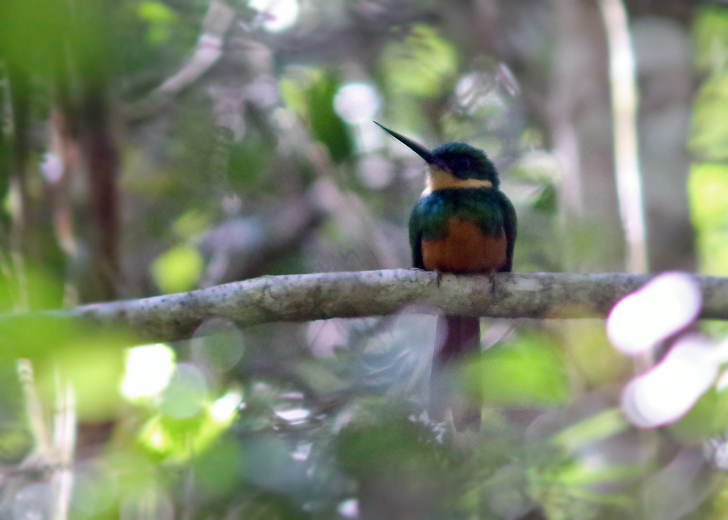 Rufous-tailed Jacamar