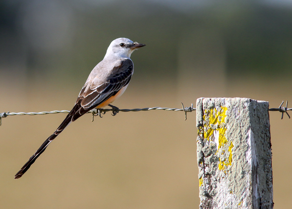 Scissor-tailed Flycatcher