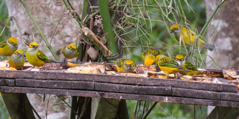 Costa Rica Sampler 2022 Birding Tour - Trip Report