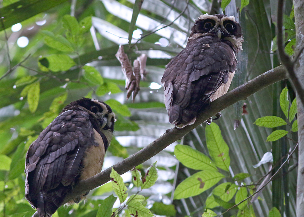 Spectacled Owls