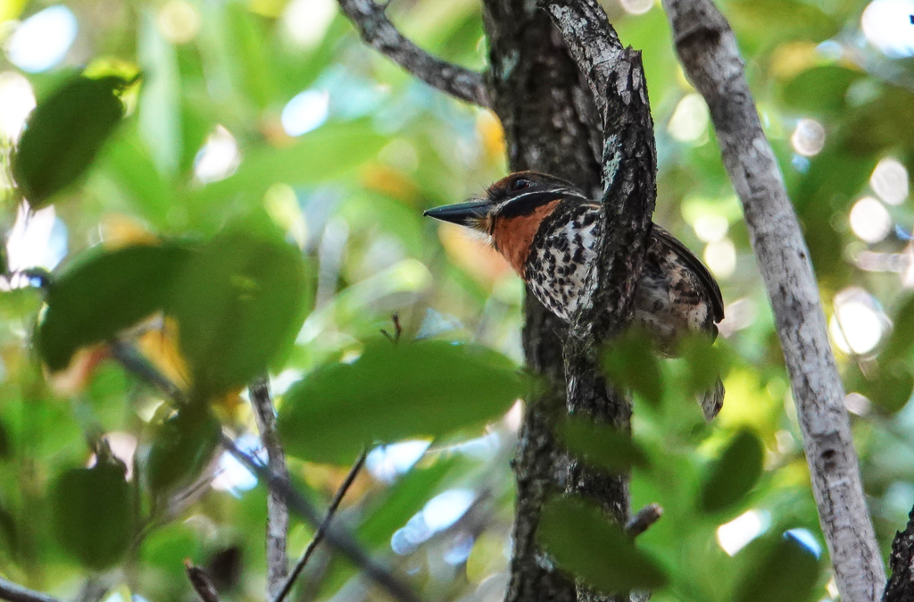 Spotted Puffbird