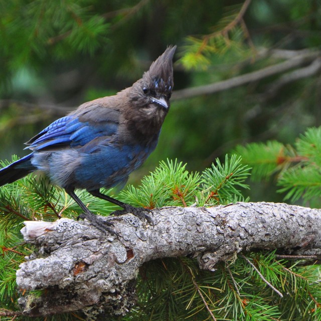 Stellar's Jay