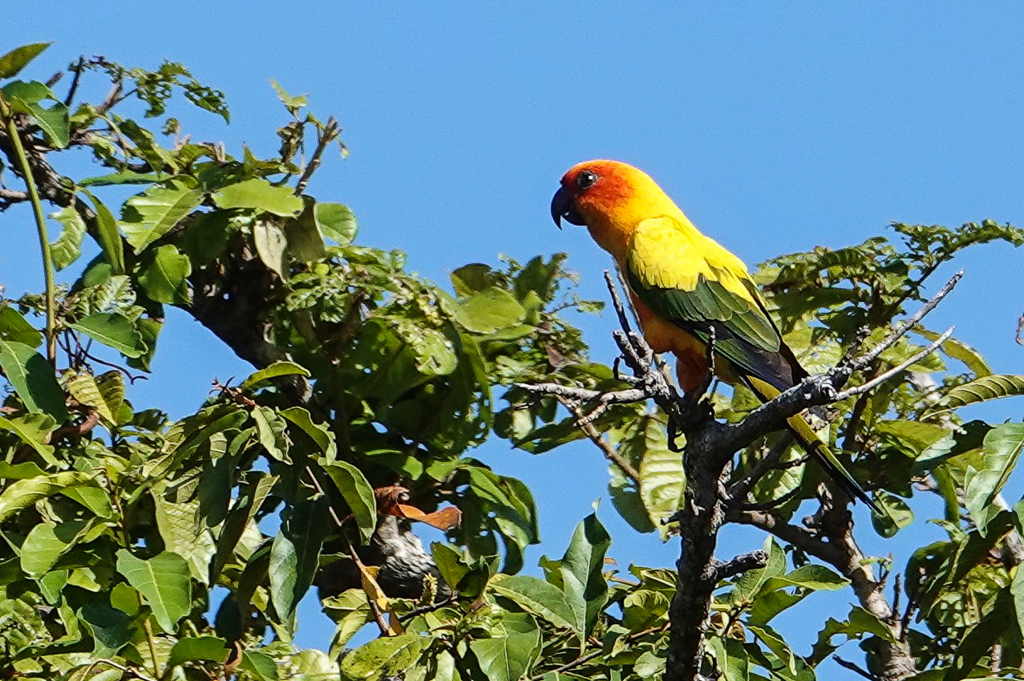 Sun Parakeet
