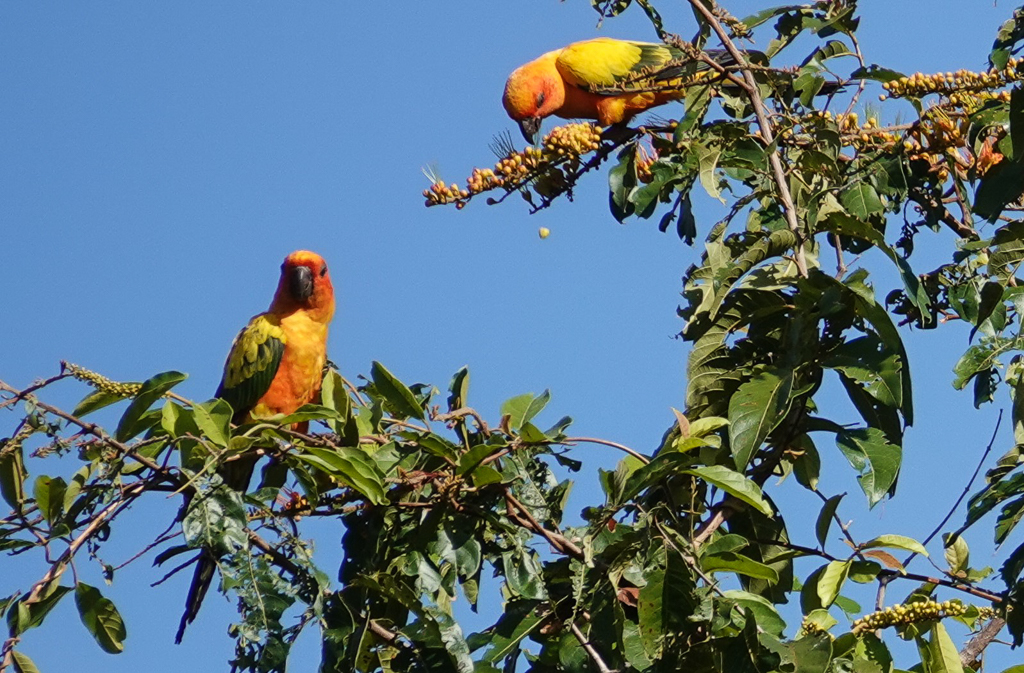 Sun Parakeets