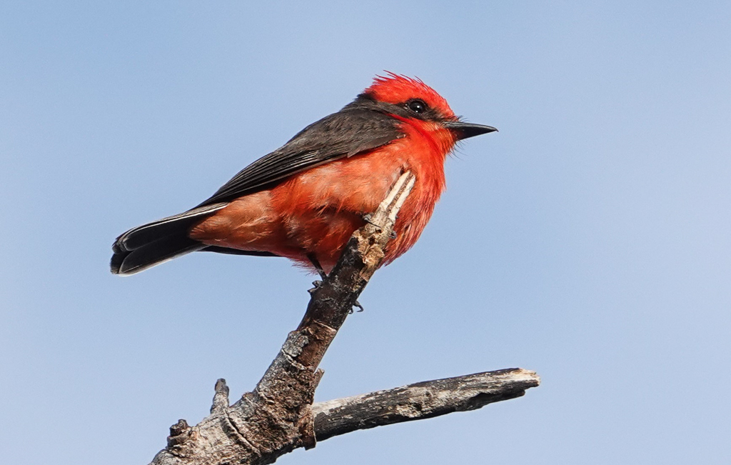 Vermillion Flycatcher
