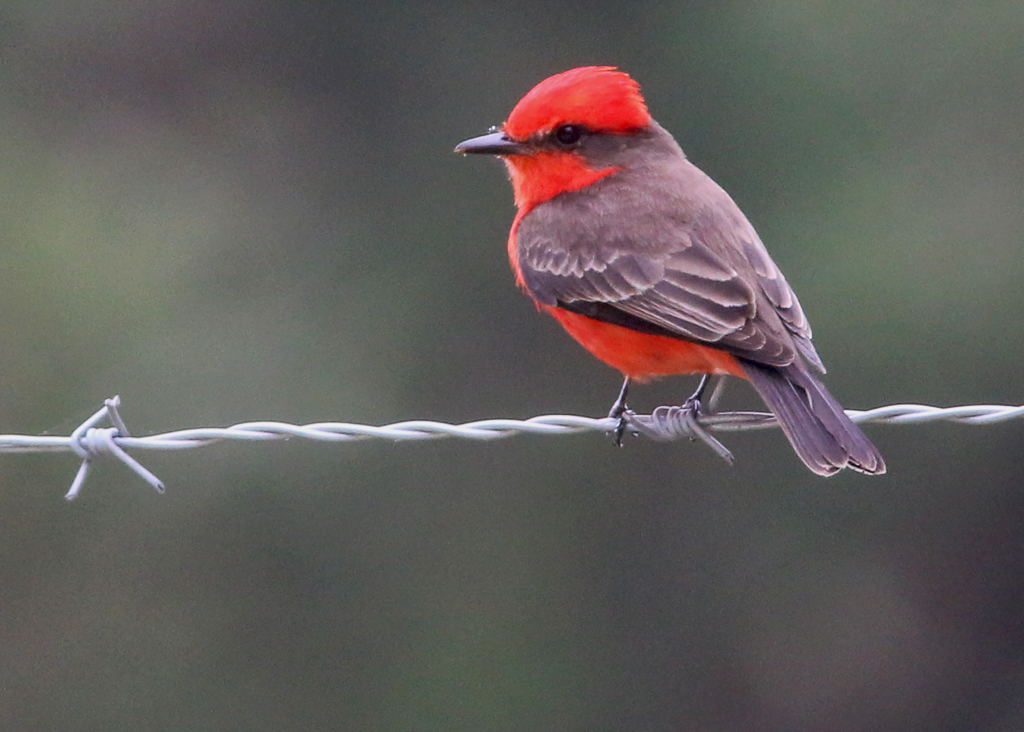 Vermillion Flycatcher