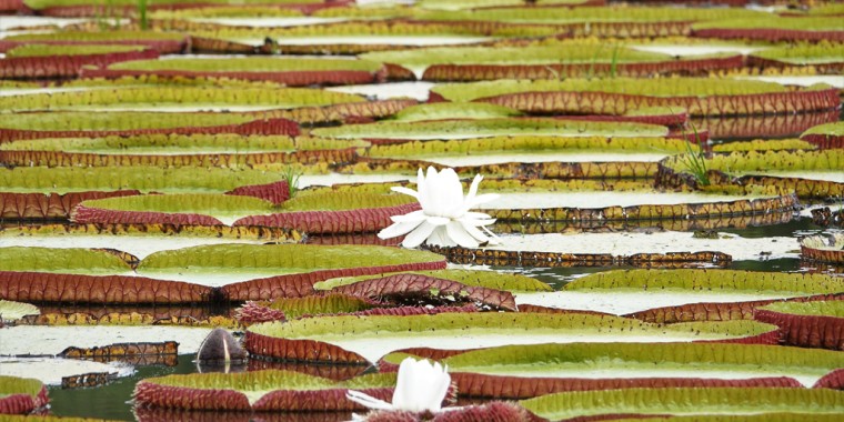 Adventure in the Wilds of Guyana - Guyana Birding Tour Trip Report 2022