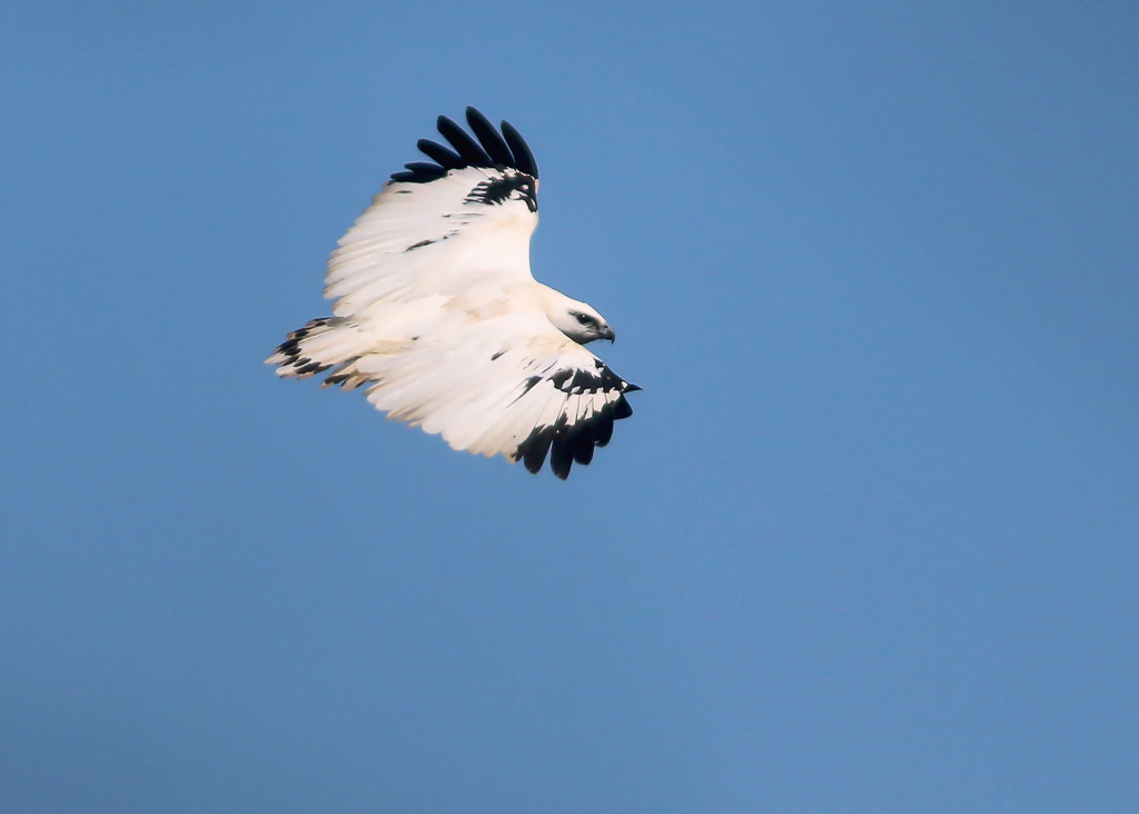 White Hawk