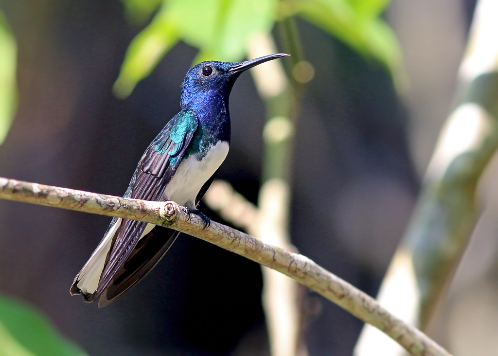 White-necked Jacobin