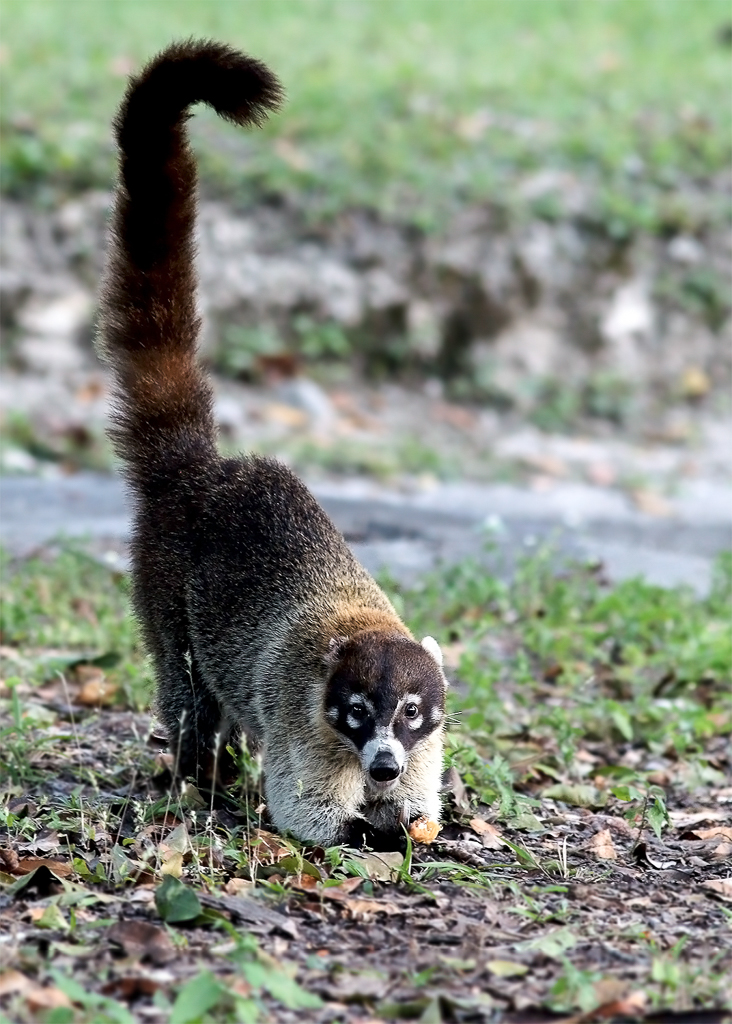 White-nosed Coati