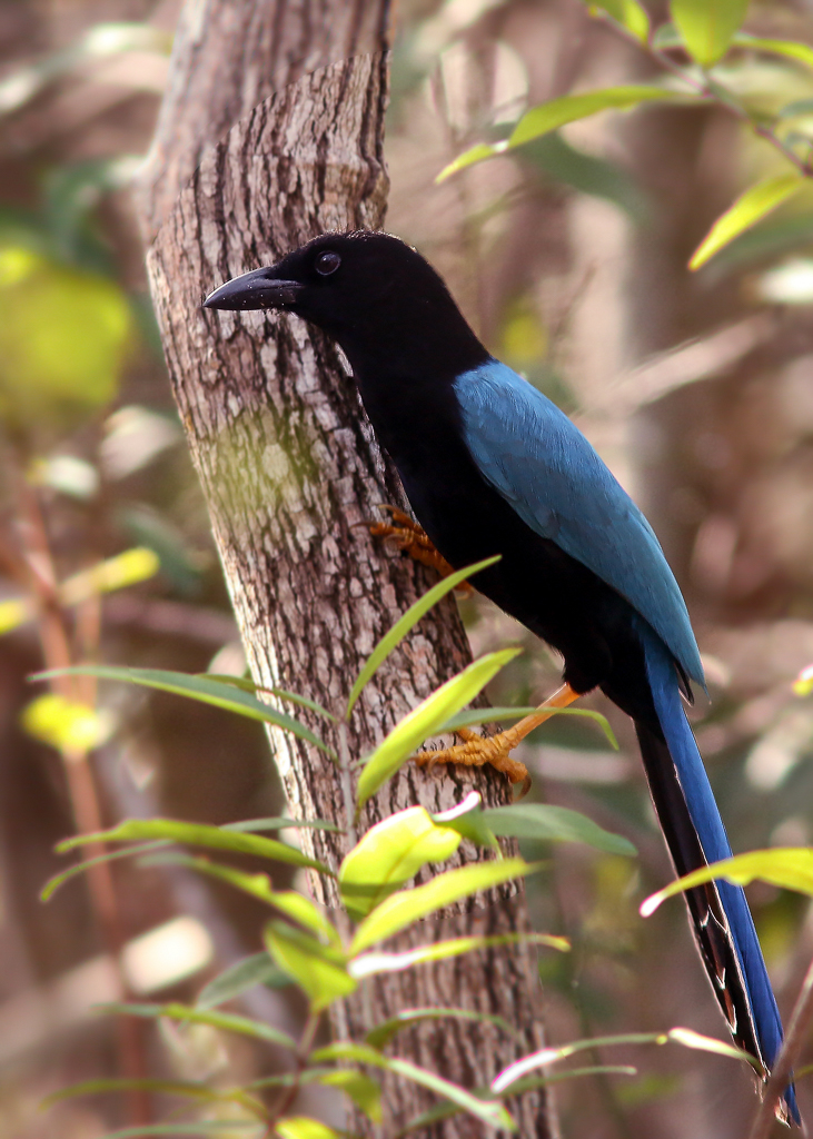 Yucatan Jay