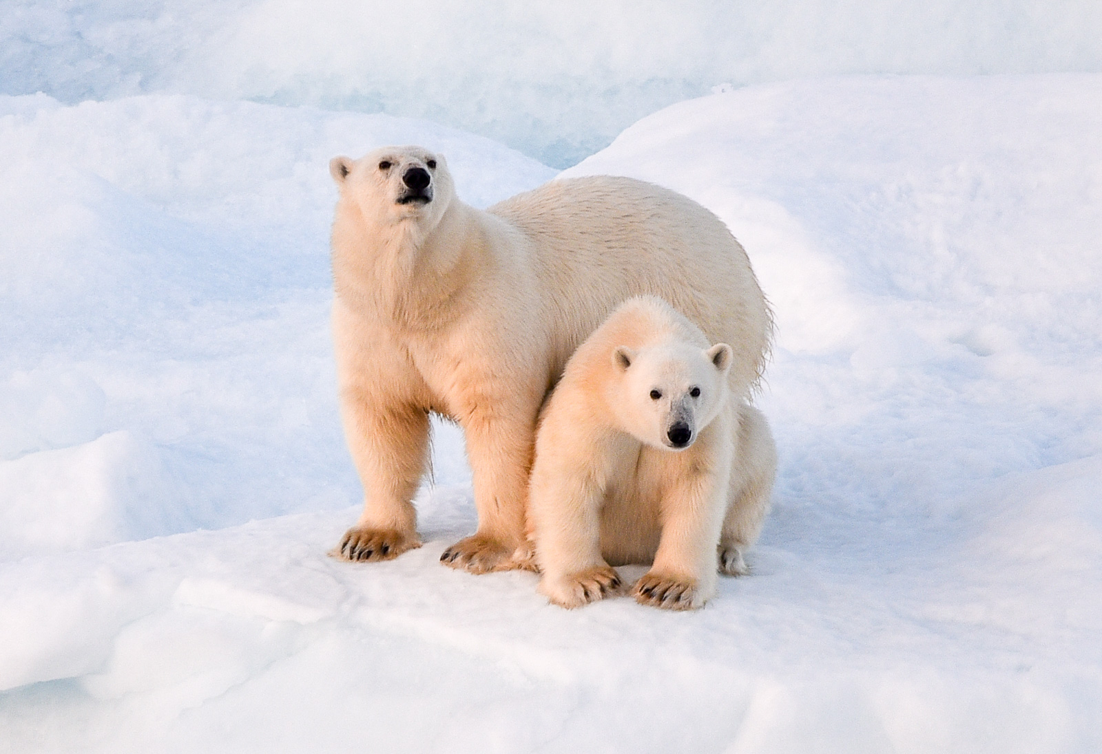 Polar bears on sea ice taking from expedition ship
