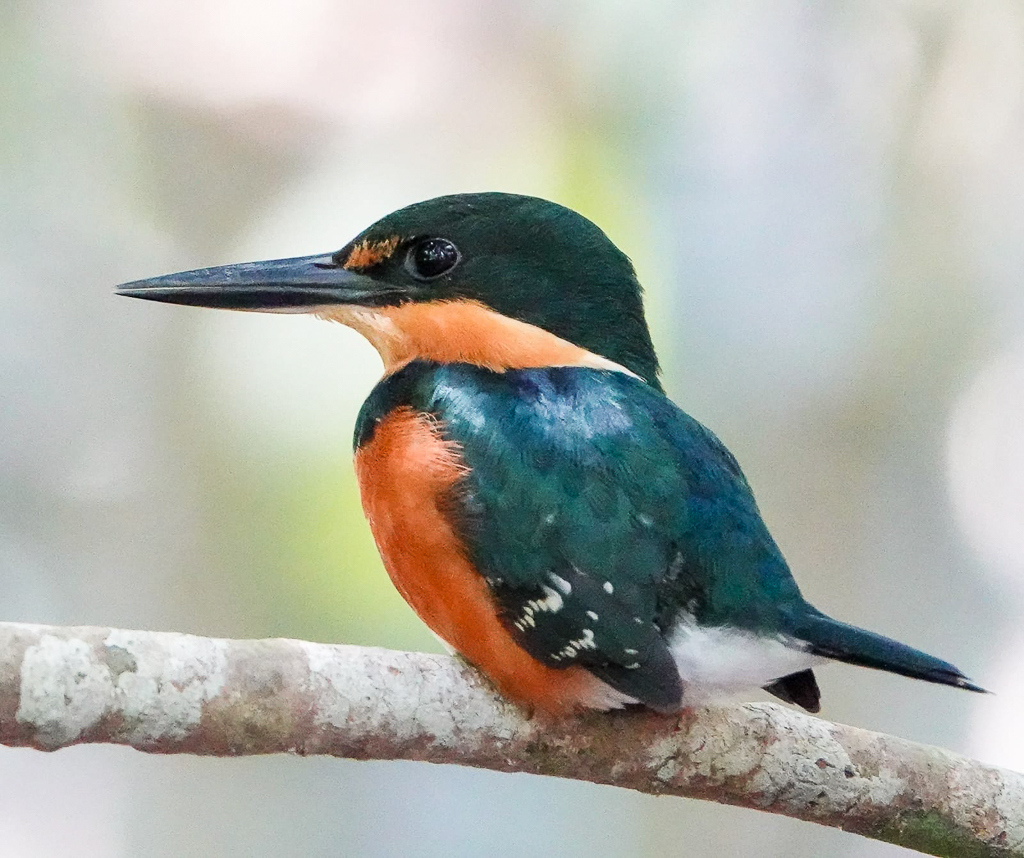 American Pygmy Kingfisher