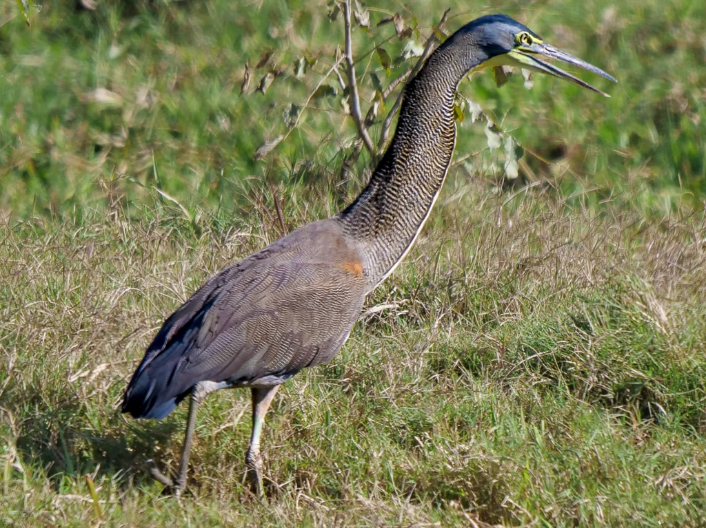 Bare-throated Tiger-Heron