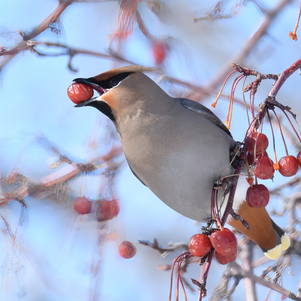 Bohemian Waxwing eating berry