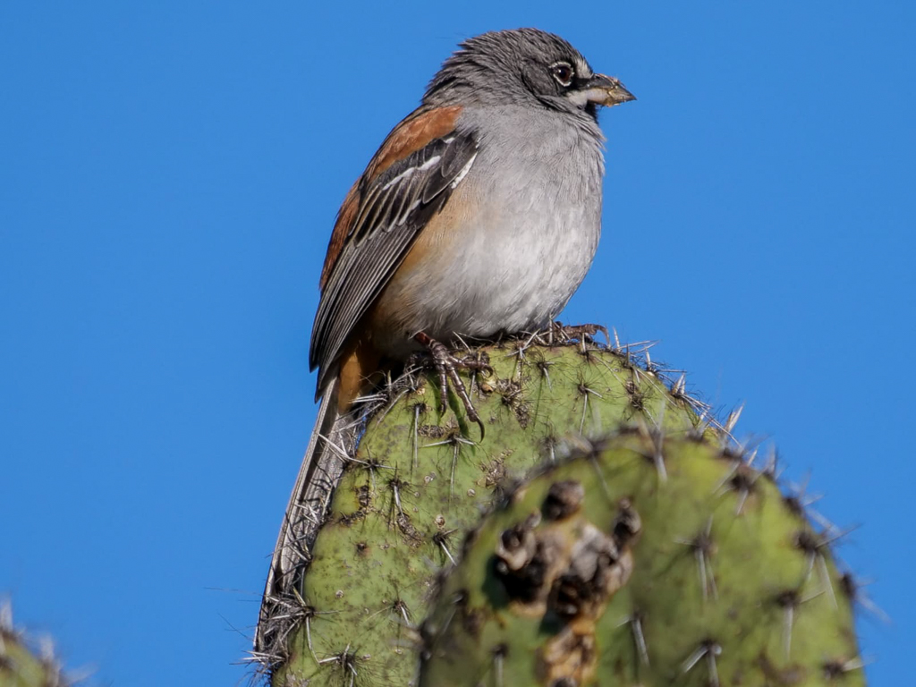 Bridled Sparrow