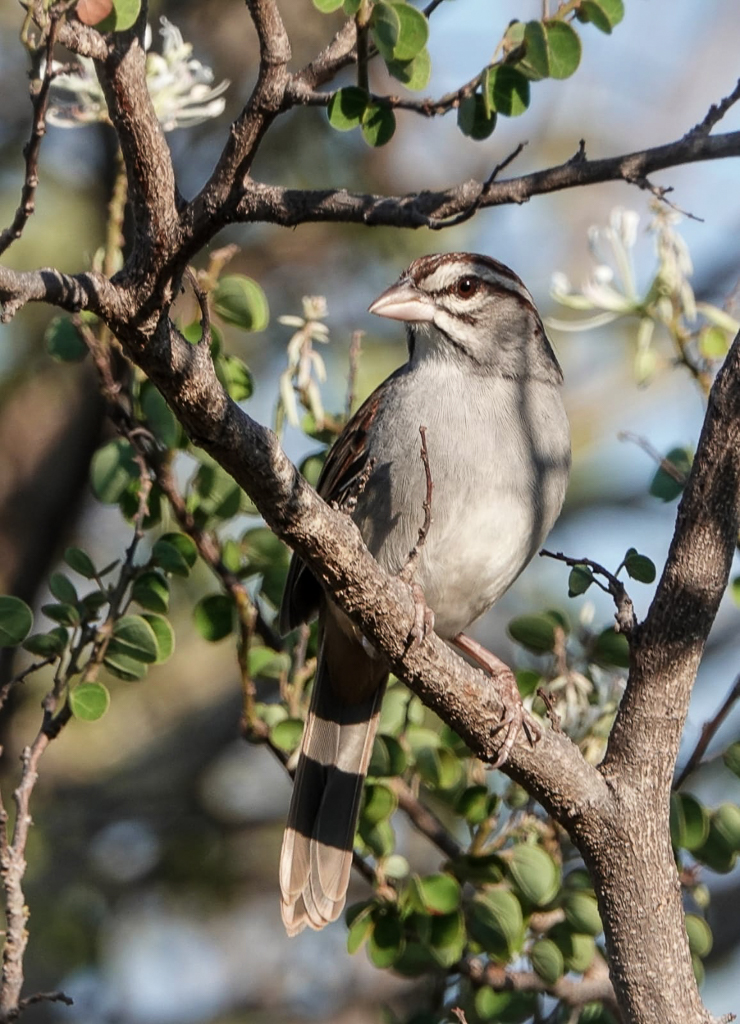 Cinnamon-tailed Sparrow