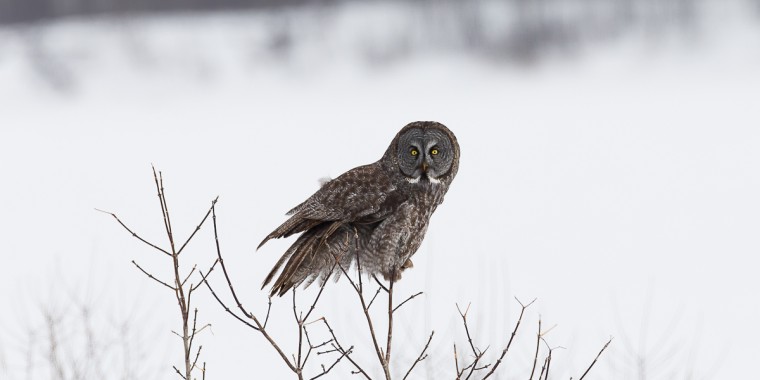 Manitoba Owls Trip Report March 2-6, 2022
