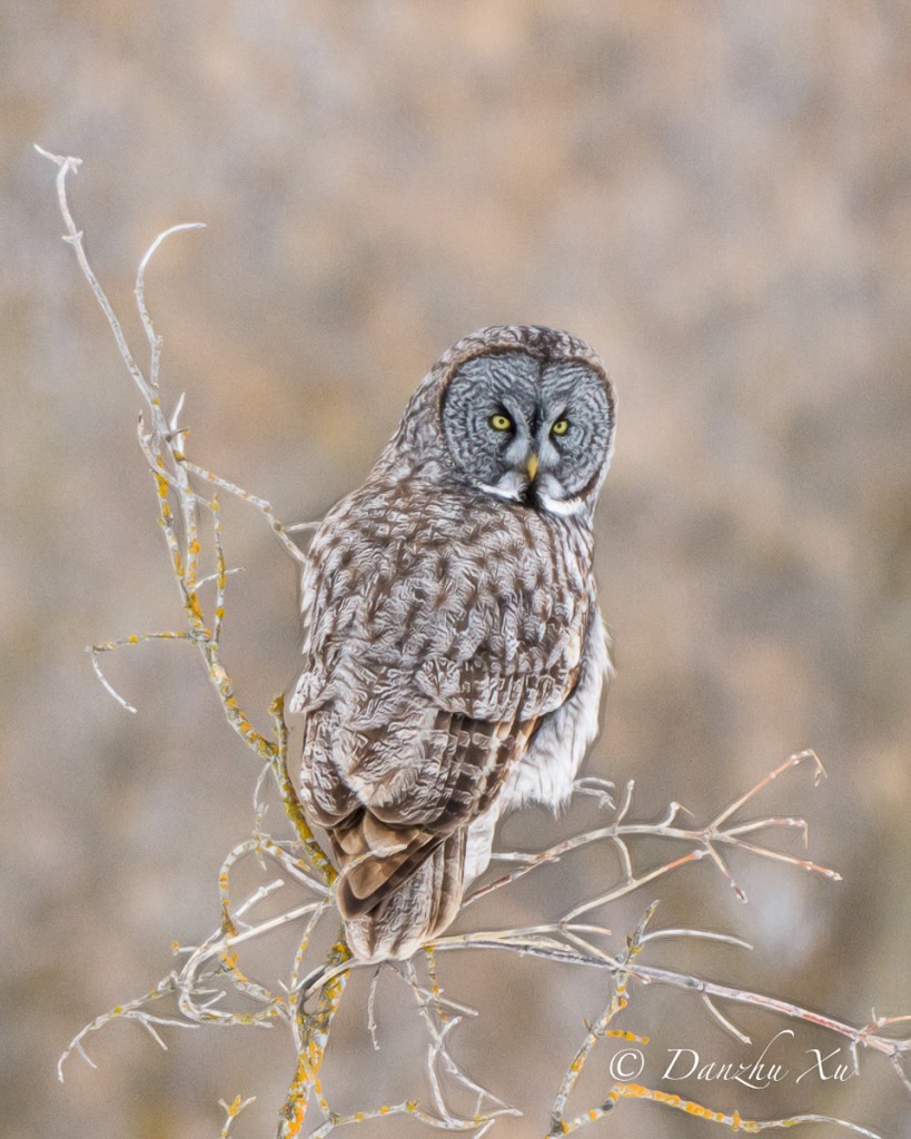 Great Gray Owl