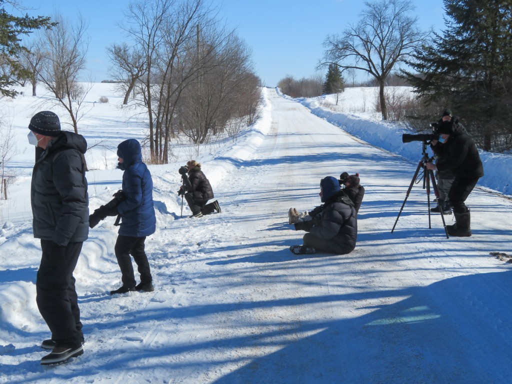 Looking for Great Gray Owls