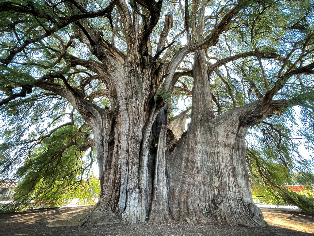 Montezuma Cypress