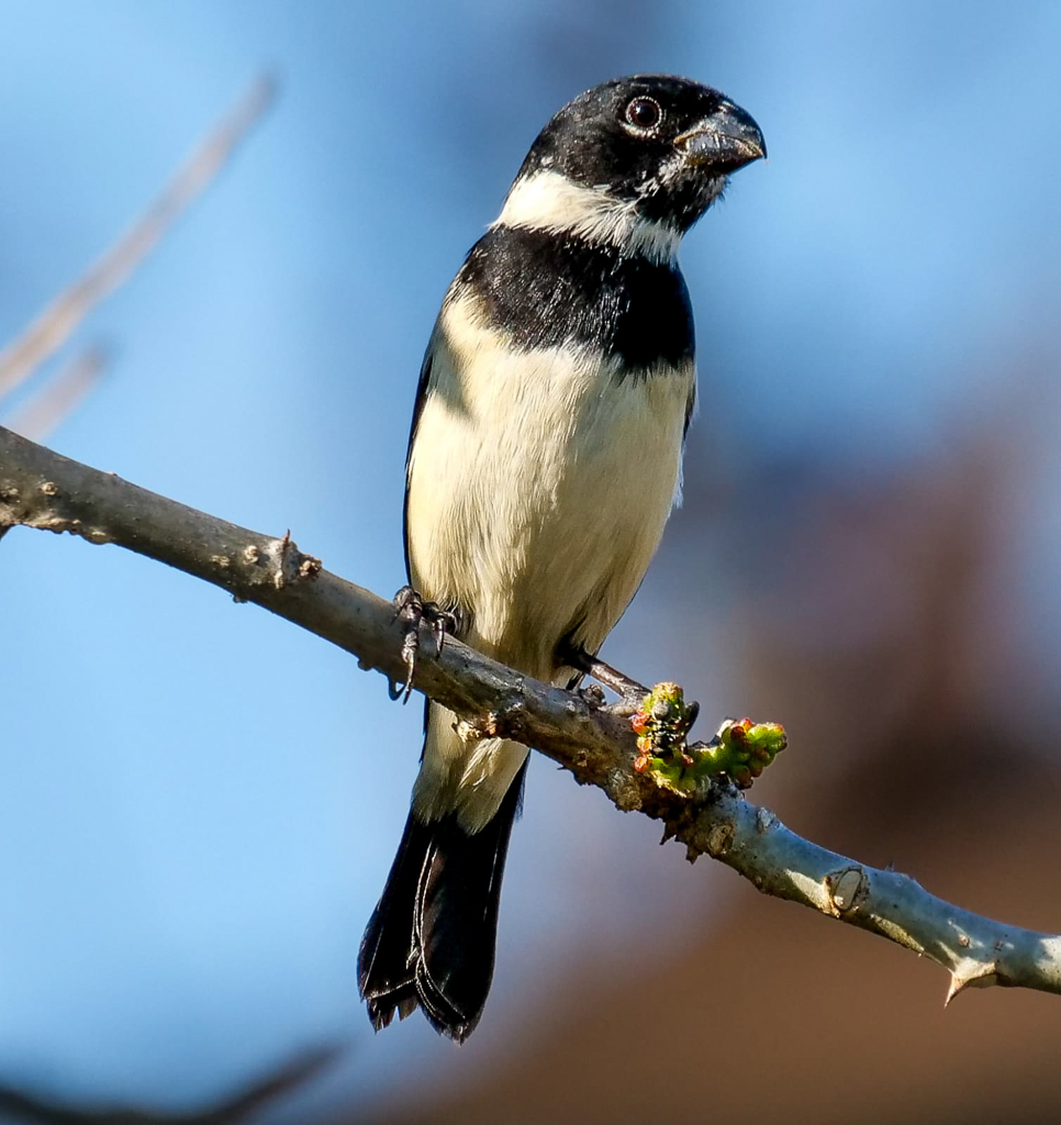 Morelet's Seedeater