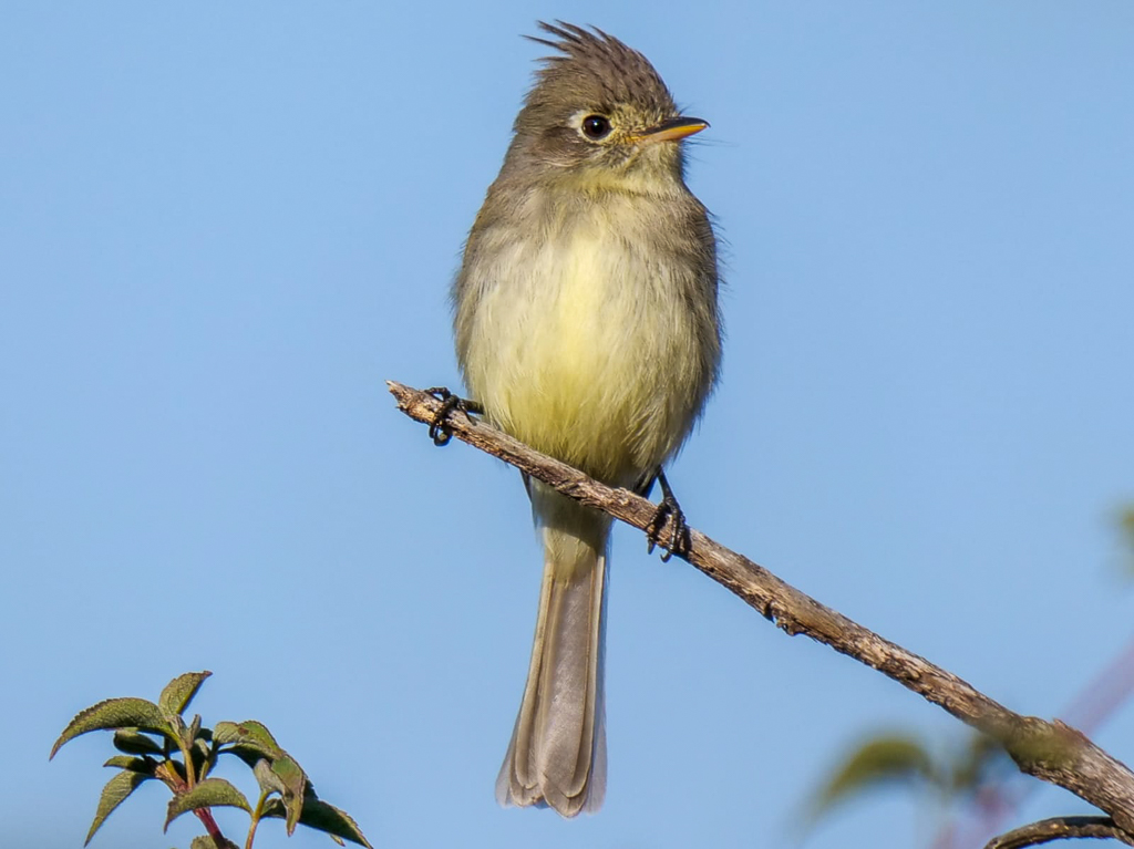 Plieated Flycatcher