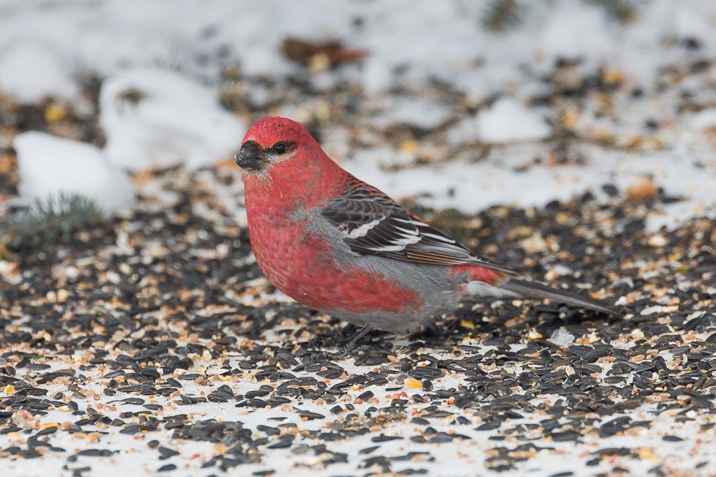 Pine Grosbeak