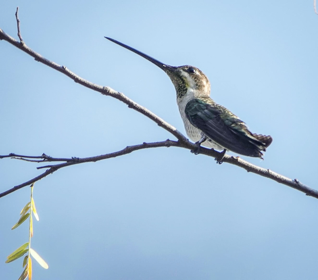 Plain-capped Starthroat