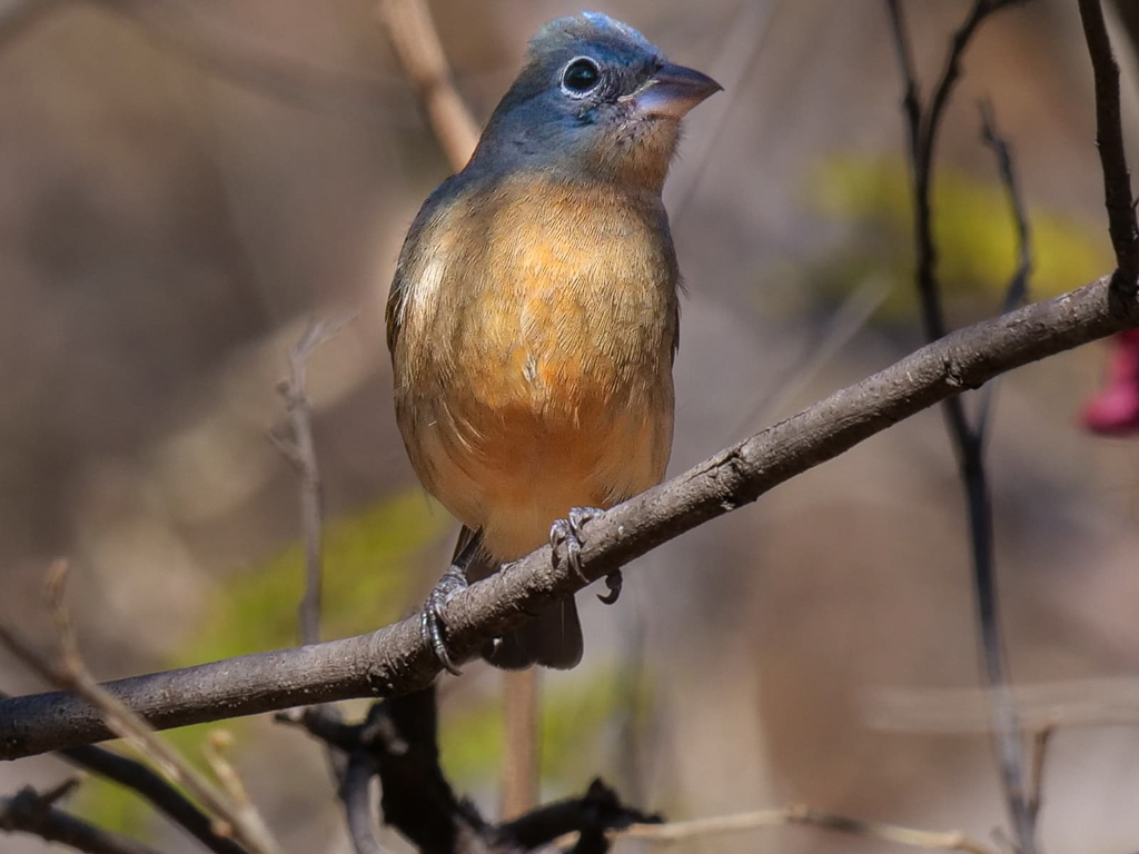 Rose-bellied Bunting