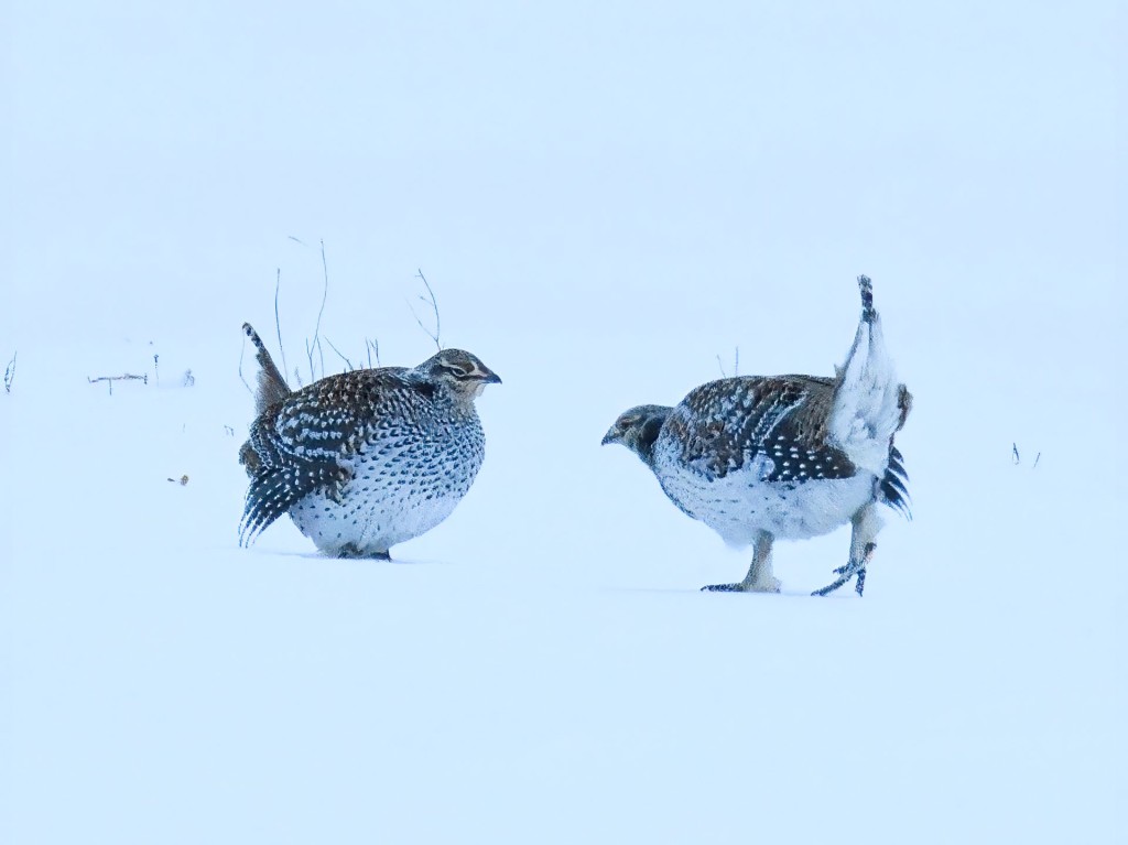 Sharp-tailed Grouse