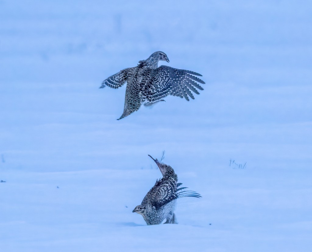 Sharp-tailed Grouse