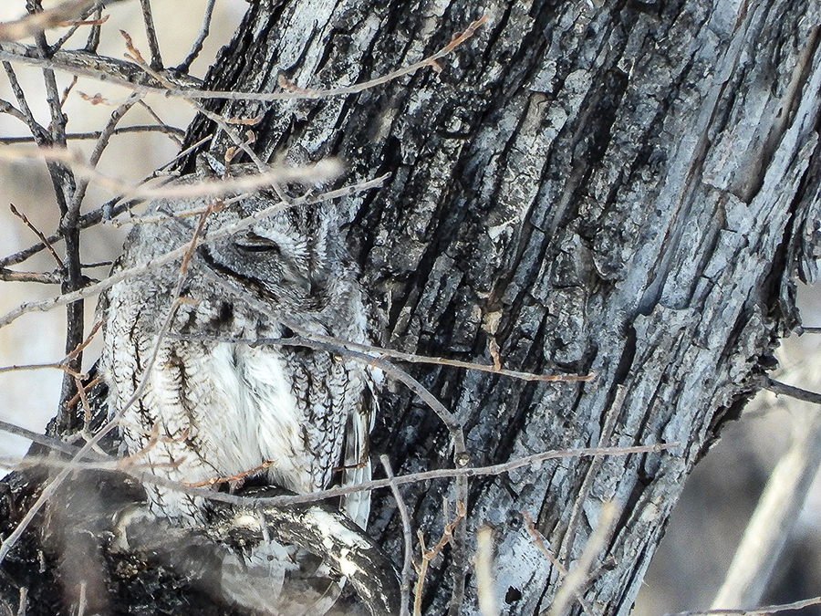 Eastern Screech Owl