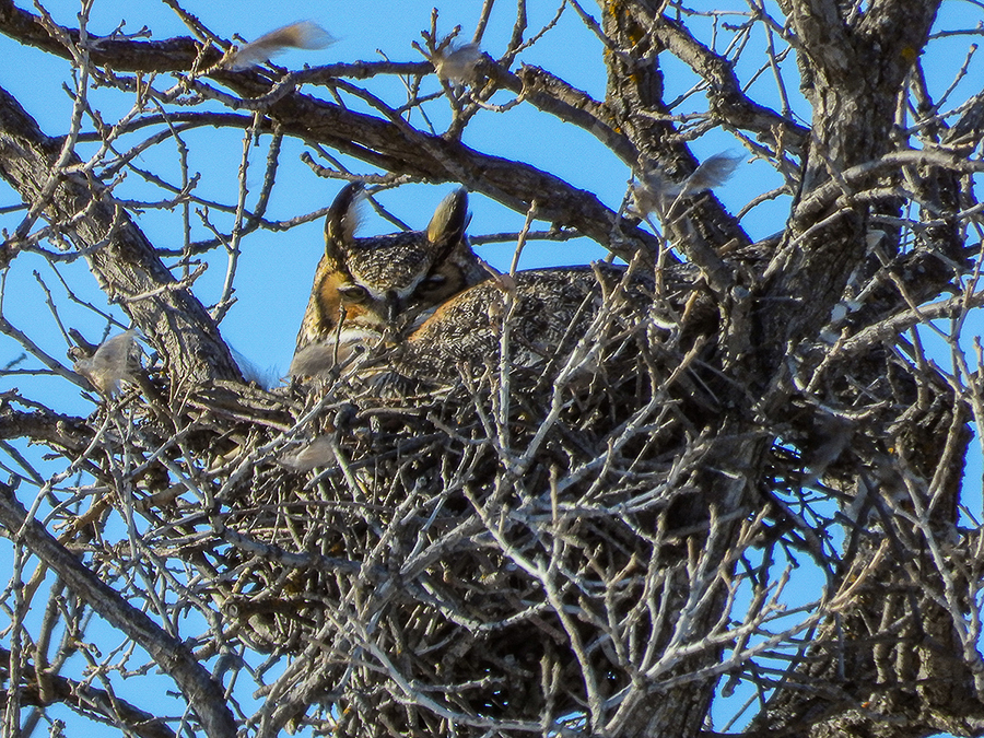 Great Horned Owl