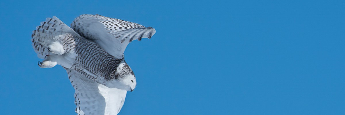 Manitoba Owls Trip Report March 6 –10, 2022