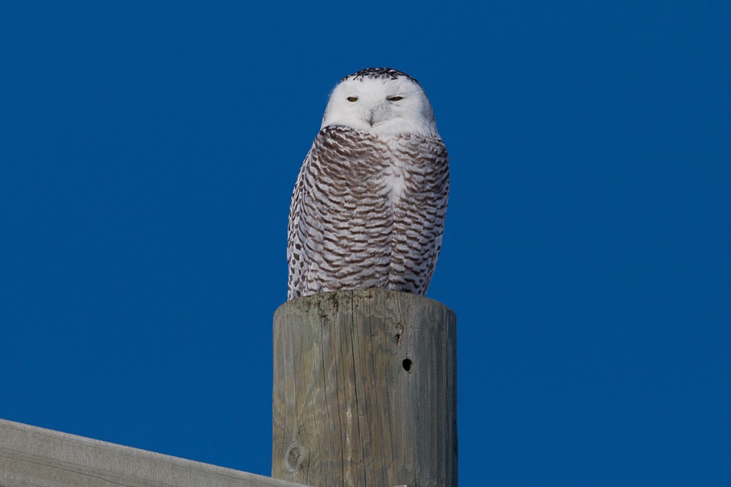 Snowy Owl