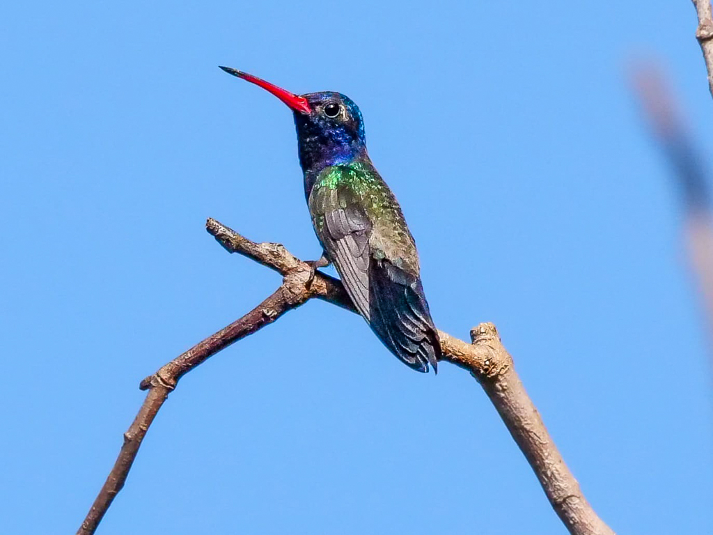 Turquoise-crowned Hummingbird