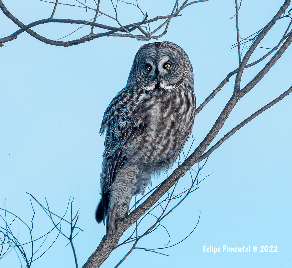 Great Gray Owl
