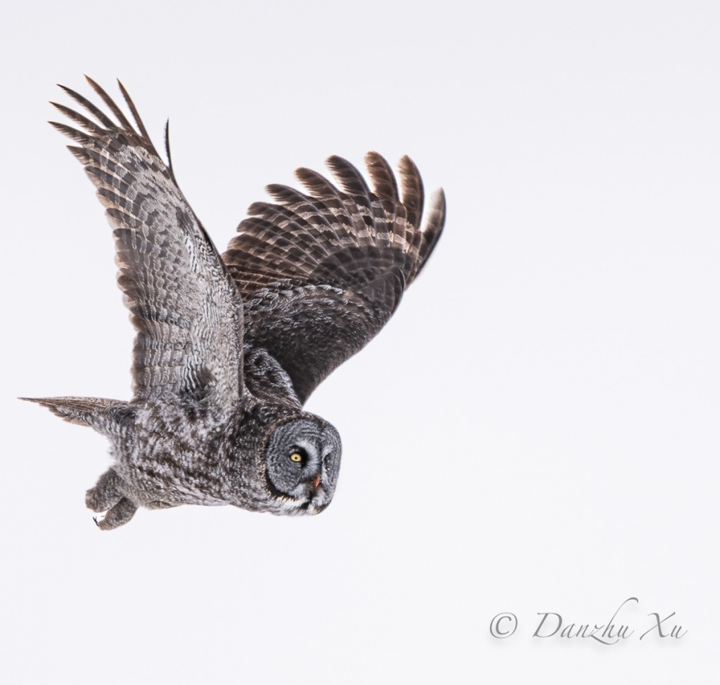 Great Gray Owl in flight
