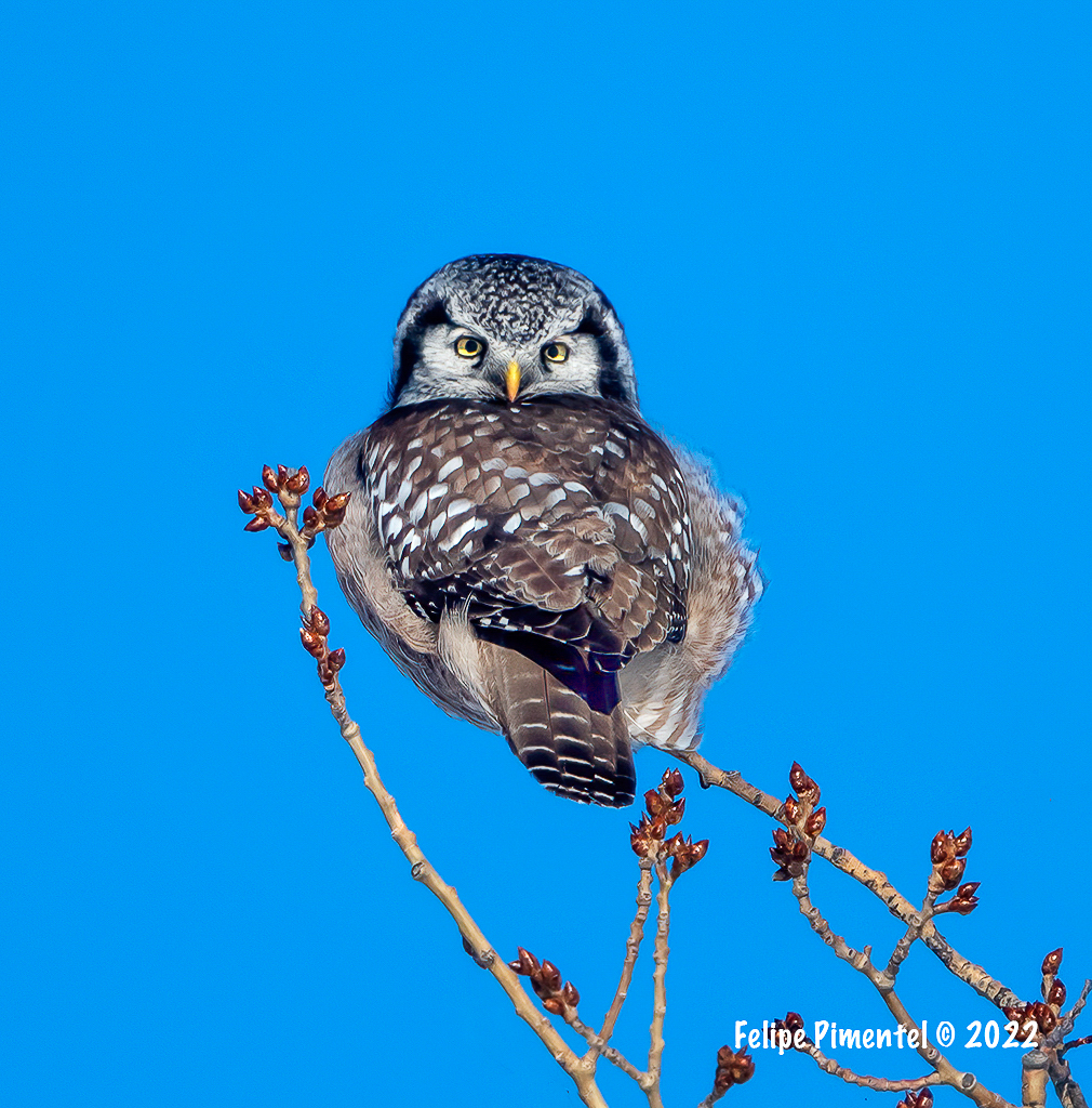 Northern Hawk Owl