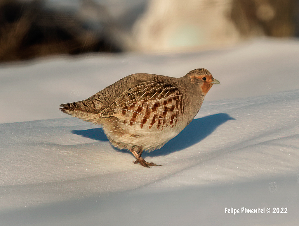 Gray Partridge