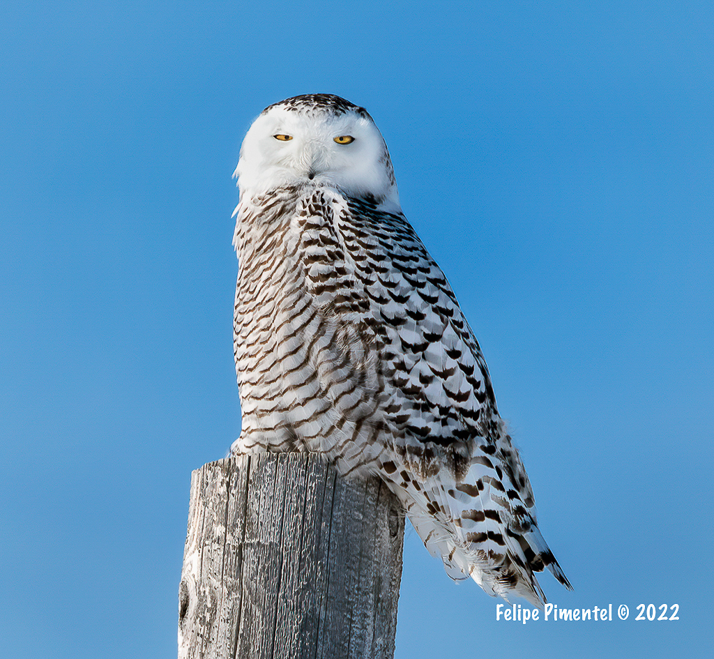 Snowy Owl