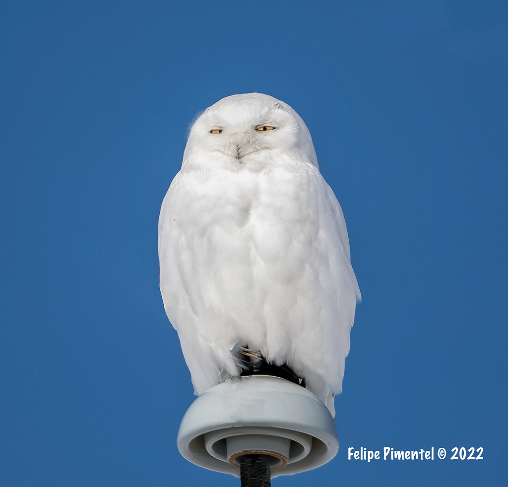 Snowy Owl