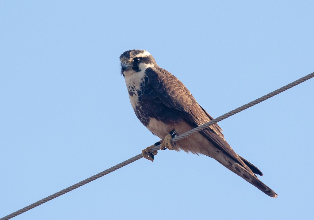 Aplomado Falcon